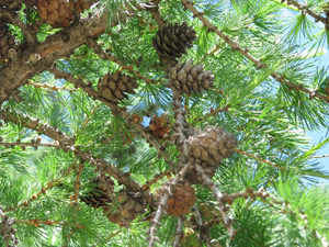 Siberian Larch - Cones