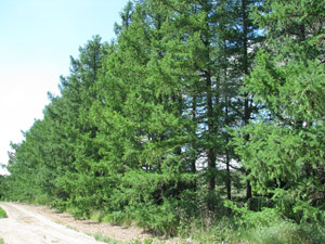 Siberian Larch - Field Row