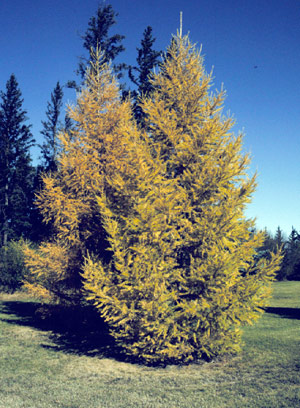Siberian Larch - Fall Colour