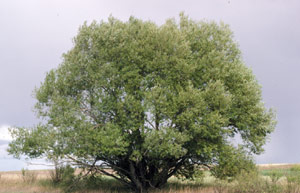 Acute Willow - Tree