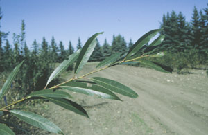 Acute Willow - Leaves