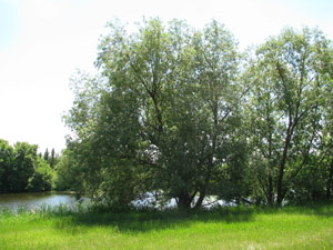 Acute Willow - Beside Water